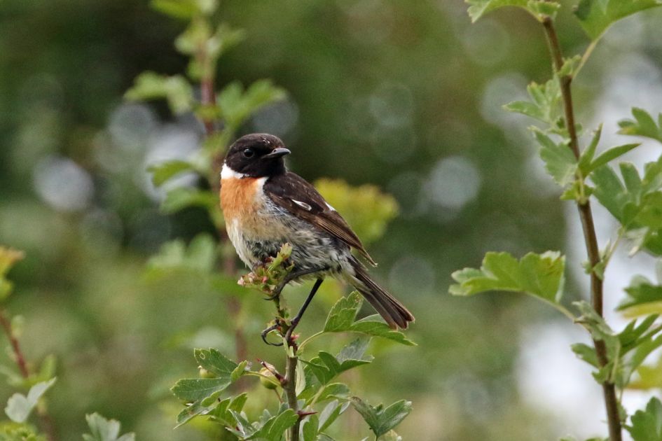 Is dit een jonge goedvink?